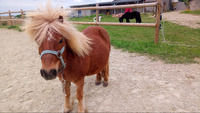 Chevaux et poneys à vendre